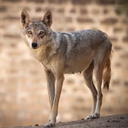 Desert Wolf
