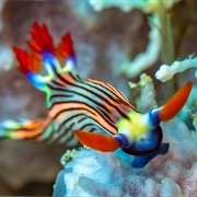 Nudibranch