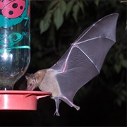 Lesser Long-Tongued Bat