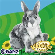 Signature English Spot Bunny