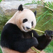 Adventure World, Shirahama, Japan