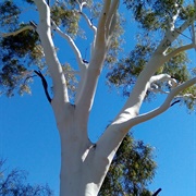 Eucalyptus Tree