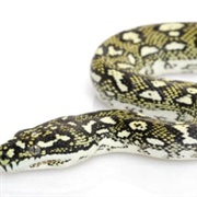Diamond Python