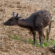 Visayan Spotted Deer