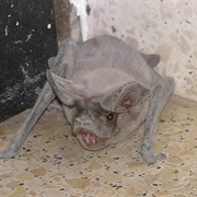 European Free-Tailed Bat
