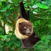 Ryukyu Flying Fox