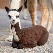 Alpaca Calf