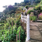 Blue Valley, Cameron Highlands