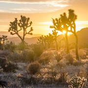Joshua Tree National Park