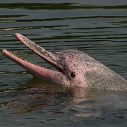 Pink Dolphins