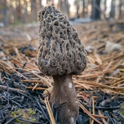 Fuzzy Foot (Morchella Tomentosa)