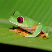 Red Eyed Tree Frog