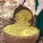 Madhūka (Madhuca Longifolia)