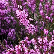 Heather