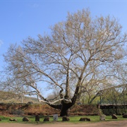 Pinchot Sycamore