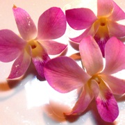 Orchid