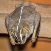 Recife Broad-Nosed Bat