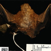 Little White-Shouldered Bat