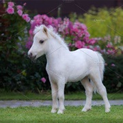 Miniature Horse Foal