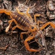 Bark Scorpion