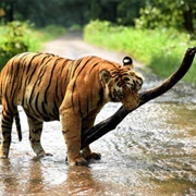 Periyar Tiger Reserve, Jalpaiguri, India