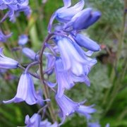 Bluebell