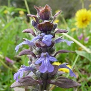 Bugleweed