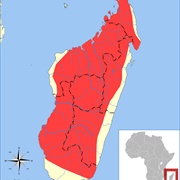 Malagasy Mouse-Eared Bat