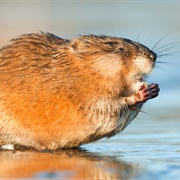 Common Muskrat