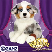 Signature Australian Shepherd