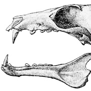 Woodford's Fruit Bat