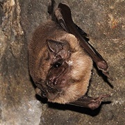Theobald's Tomb Bat