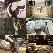 Equestrian