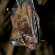 Stripe-Headed Round-Eared Bat