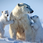 Quttinirpaaq National Park (NU)