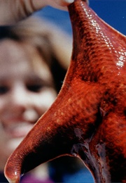 National Fisheries Center and Aquarium (1967)