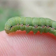 Armyworm