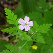 Herb Robert