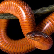 Collett's Snake