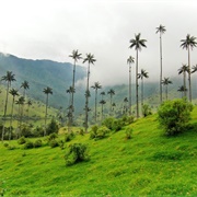 Valle De Cocora