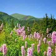 Bistort (Bistorta Officinalis)