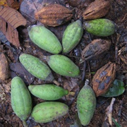 Balanites Wilsoniana