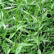 Creat (Andrographis Paniculata)