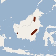 Red-Brown Pipistrelle