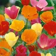 California Poppy