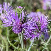 Purple Milk Thistle (Galactites Tomentosus)