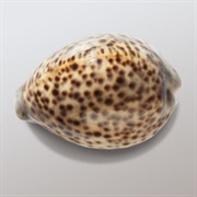 Tiger Cowry