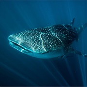 Coral Bay, Ningaloo Reef, Australia