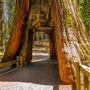 Mariposa Grove, California