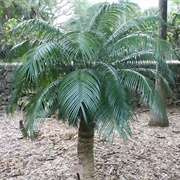 Arayat Pitogo (Cycas Riuminiana)